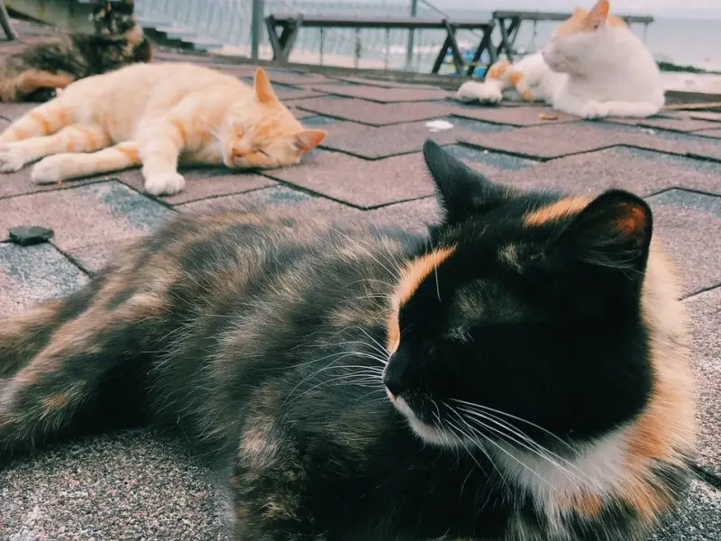 Замок, коты и динозавры