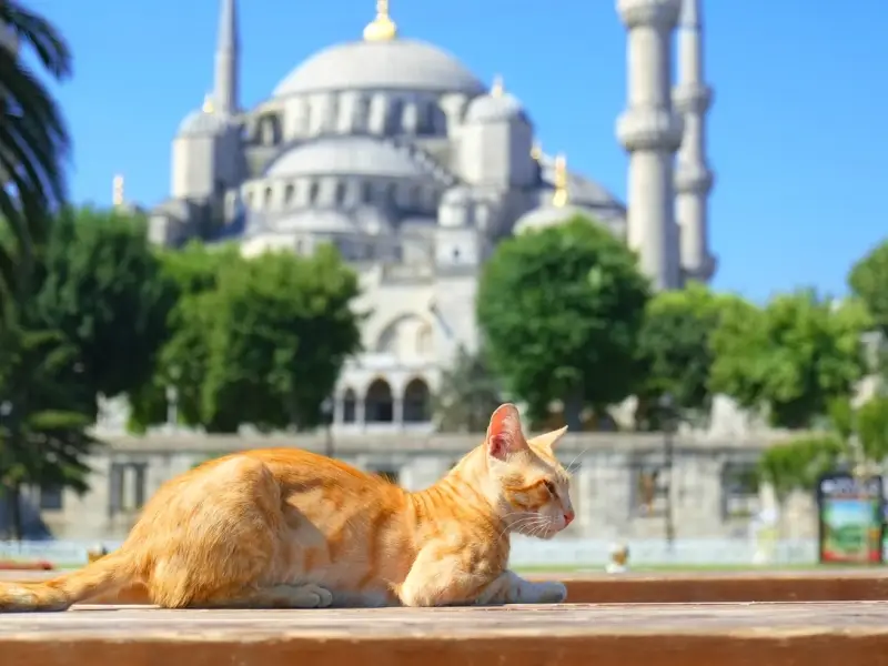 Ваш идеальный день в Стамбуле