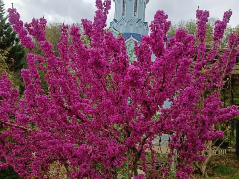 Православный Сочи