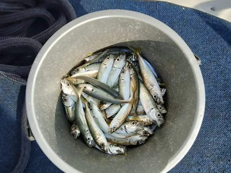 Морская рыбалка в Сочи круглый год