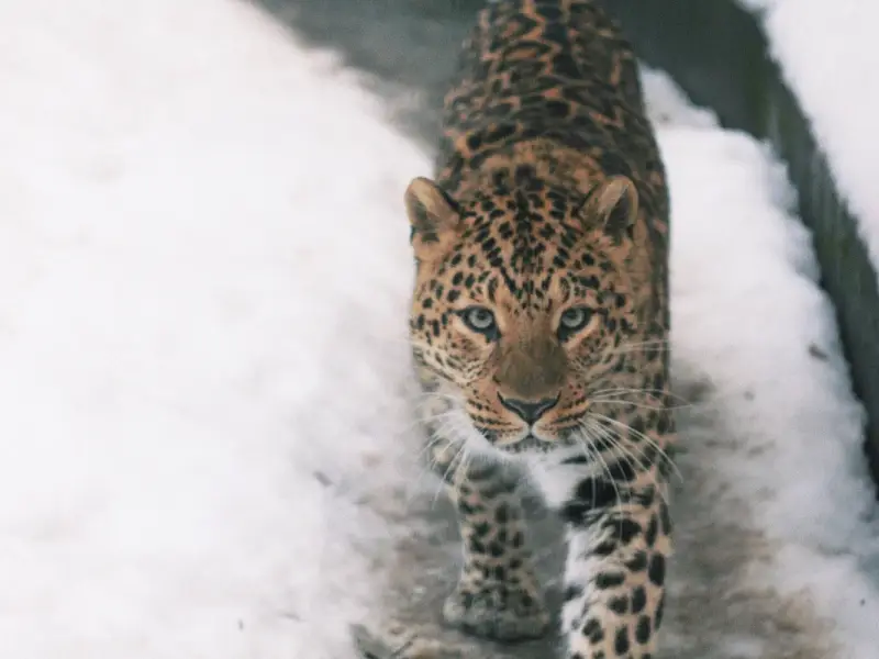 В мире животных Кавказа