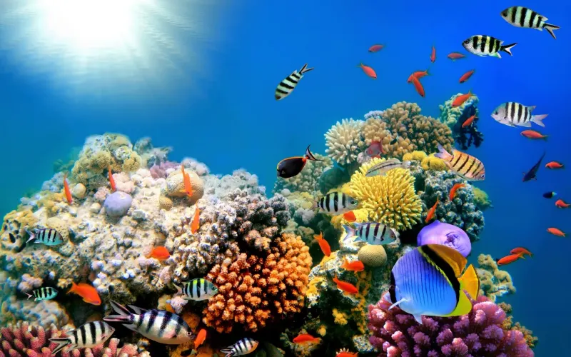 Дайвинг в фантастическом Красном море