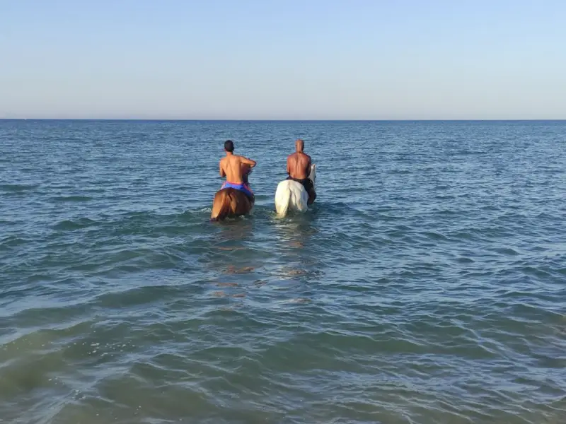 В Красном море верхом на лошади