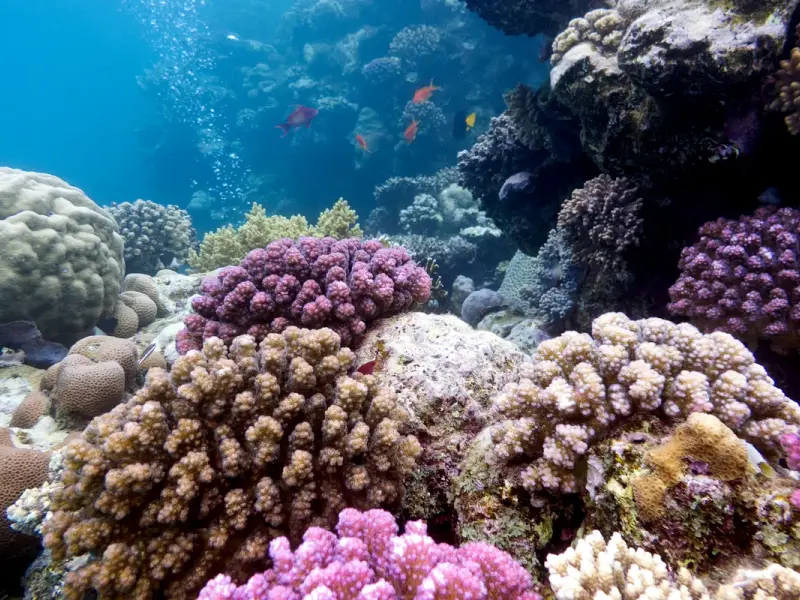 Морская прогулка на лодке с прозрачным дном