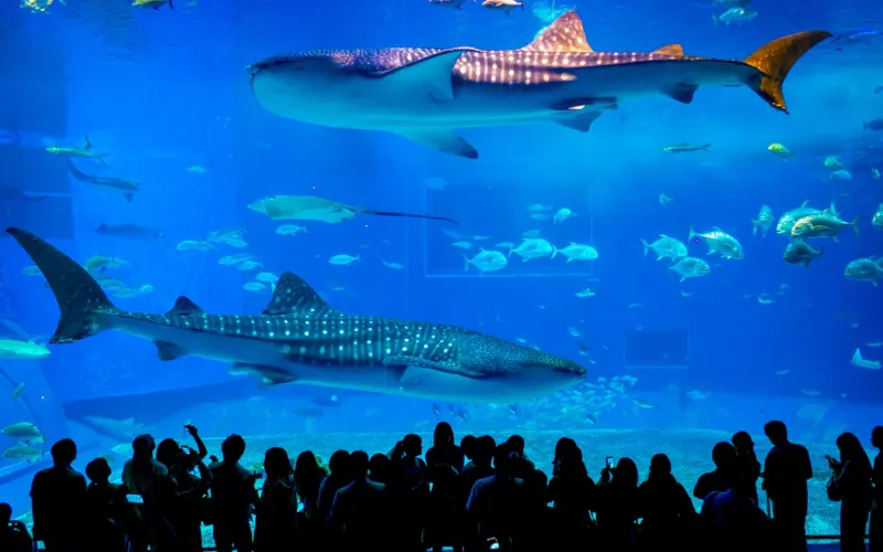 Ocean Expo Park — океанариум Тюрауми