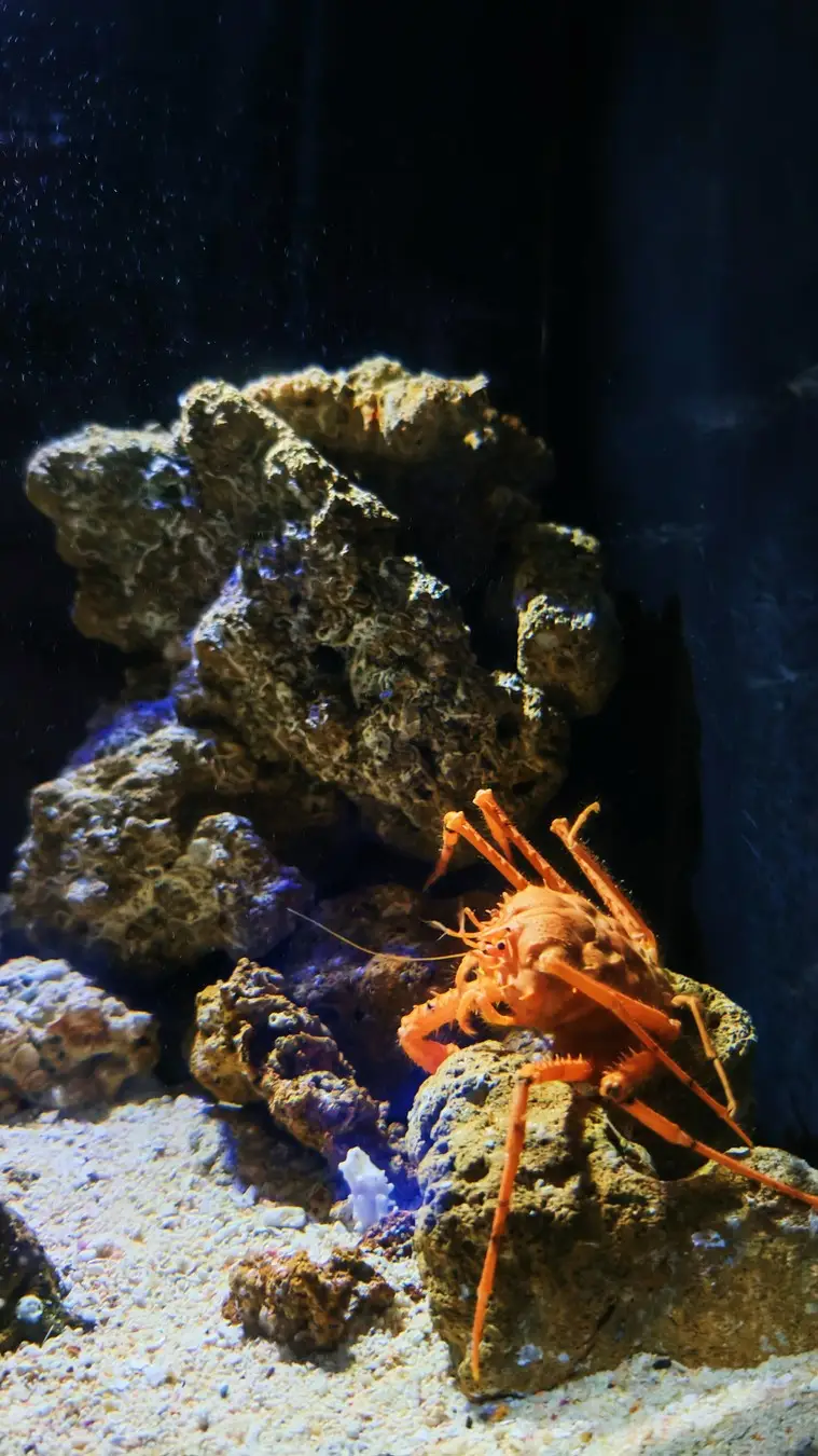 Ocean Expo Park — океанариум Тюрауми