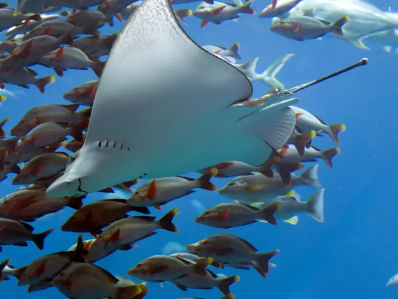 Ocean Expo Park — океанариум Тюрауми